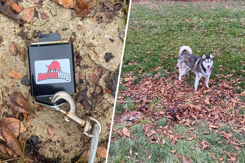 Siberian Husky dog attached to an AnchorHog